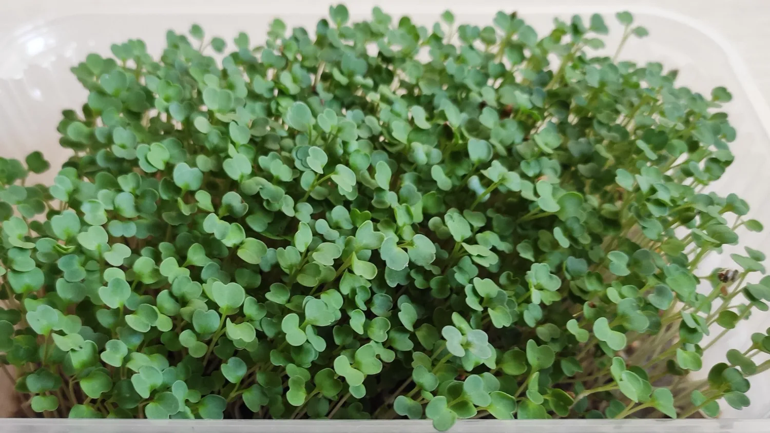 Микрозелень рукколы